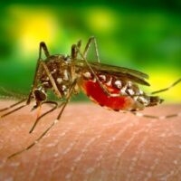 West Nile, necessario proteggersi dalle zanzare