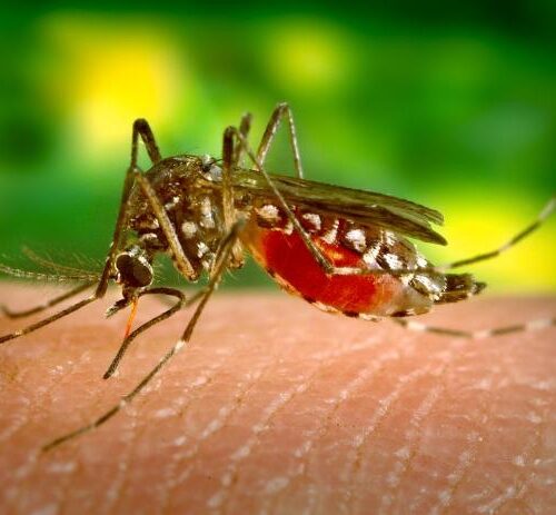 West Nile, necessario proteggersi dalle zanzare