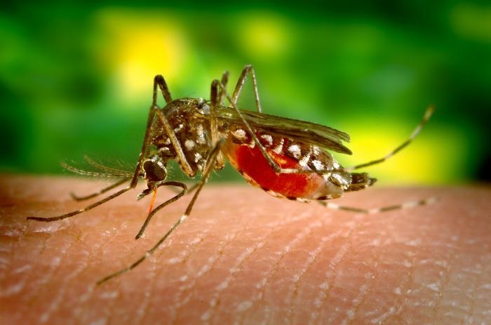 West Nile, necessario proteggersi dalle zanzare