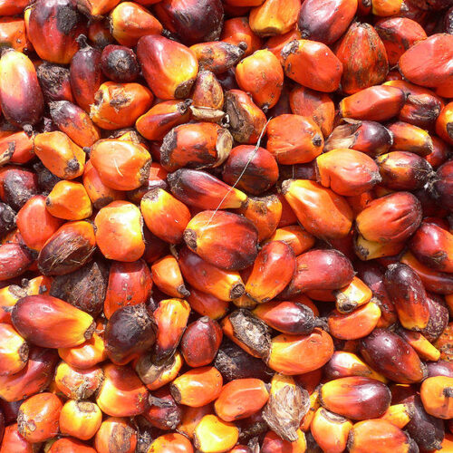 “L’olio di palma non è nocivo”. Ecco il parere dell’Istituto Superiore di Sanità