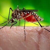 Virus Zika, Venturi: "In Emilia-Romagna la situazione è sotto controllo"