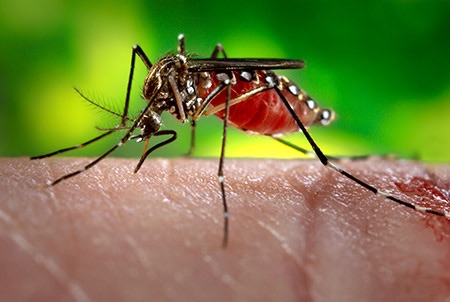 Virus Zika, Venturi: “In Emilia-Romagna la situazione è sotto controllo”