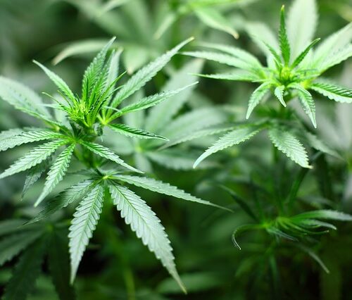 Epilessia, grazie alla Cannabis nuova possibilità di cura per i bimbi farmacoresistenti