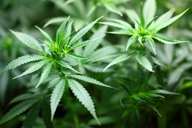 Cannabis ad uso terapeutico: arriva il Decreto