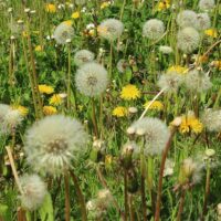 Allergie, stress e mal di testa, aumentano a primavera. Arriva il decalogo