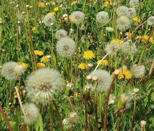 Allergie, stress e mal di testa, aumentano a primavera. Arriva il decalogo