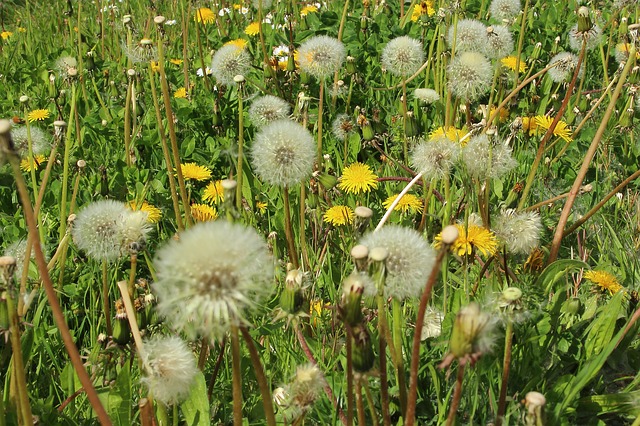 Allergie, stress e mal di testa, aumentano a primavera. Arriva il decalogo