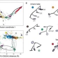 Filamenti di Rna: tecnica lungometraggi per filmare trasformazione