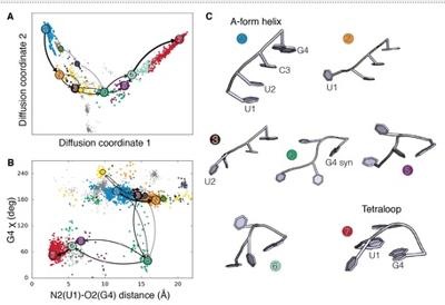 Filamenti di Rna: tecnica lungometraggi per filmare trasformazione