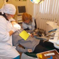 OdontoPet, dal dentista con il cane