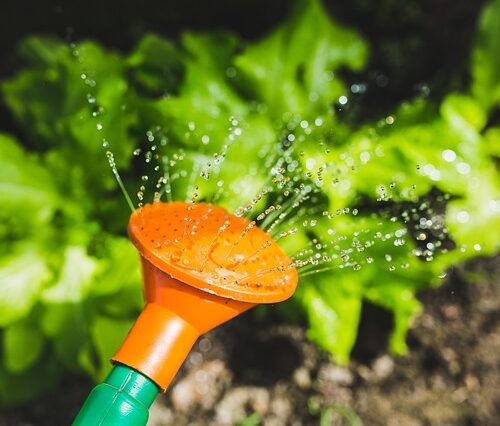 Il giardino di casa? Una terapia per l’umore e lo stress