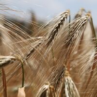 Celiachia: novità in arrivo dalla ricerca italiana