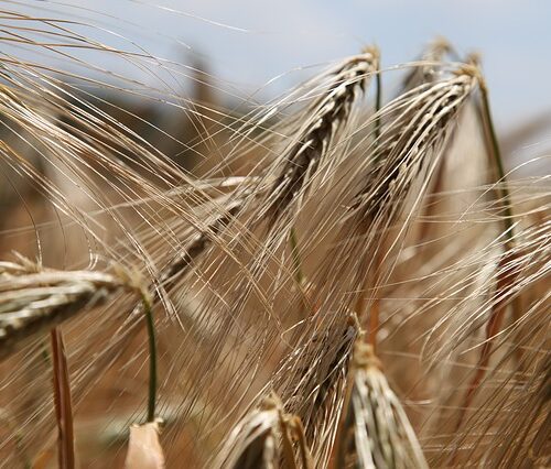 Celiachia: novità in arrivo dalla ricerca italiana