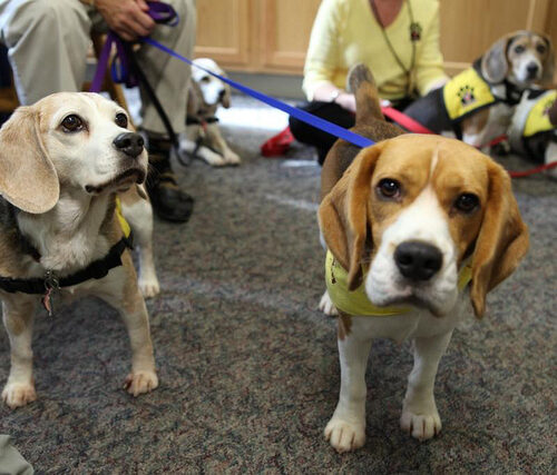 Pet Therapy in RSA. Al via esperienza a Firenze