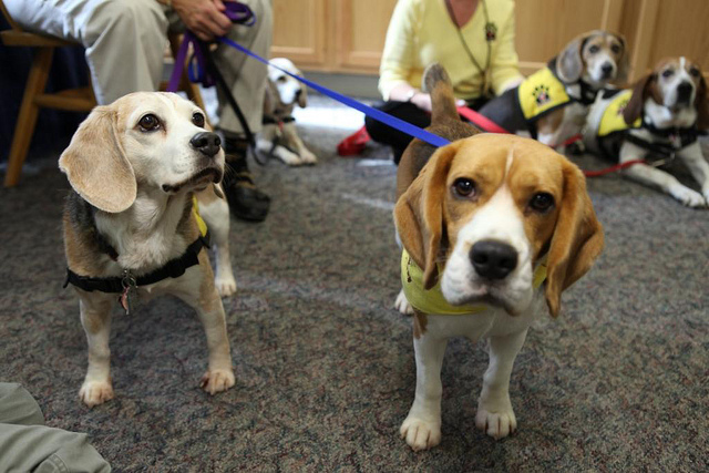 Pet Therapy in RSA. Al via esperienza a Firenze