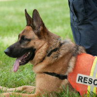 Medicina (Bo). I cani da soccorso sono protagonisti