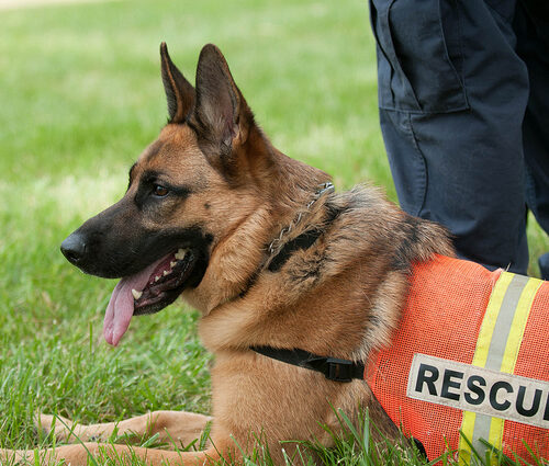 Medicina (Bo). I cani da soccorso sono protagonisti