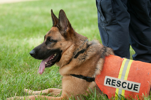 Medicina (Bo). I cani da soccorso sono protagonisti