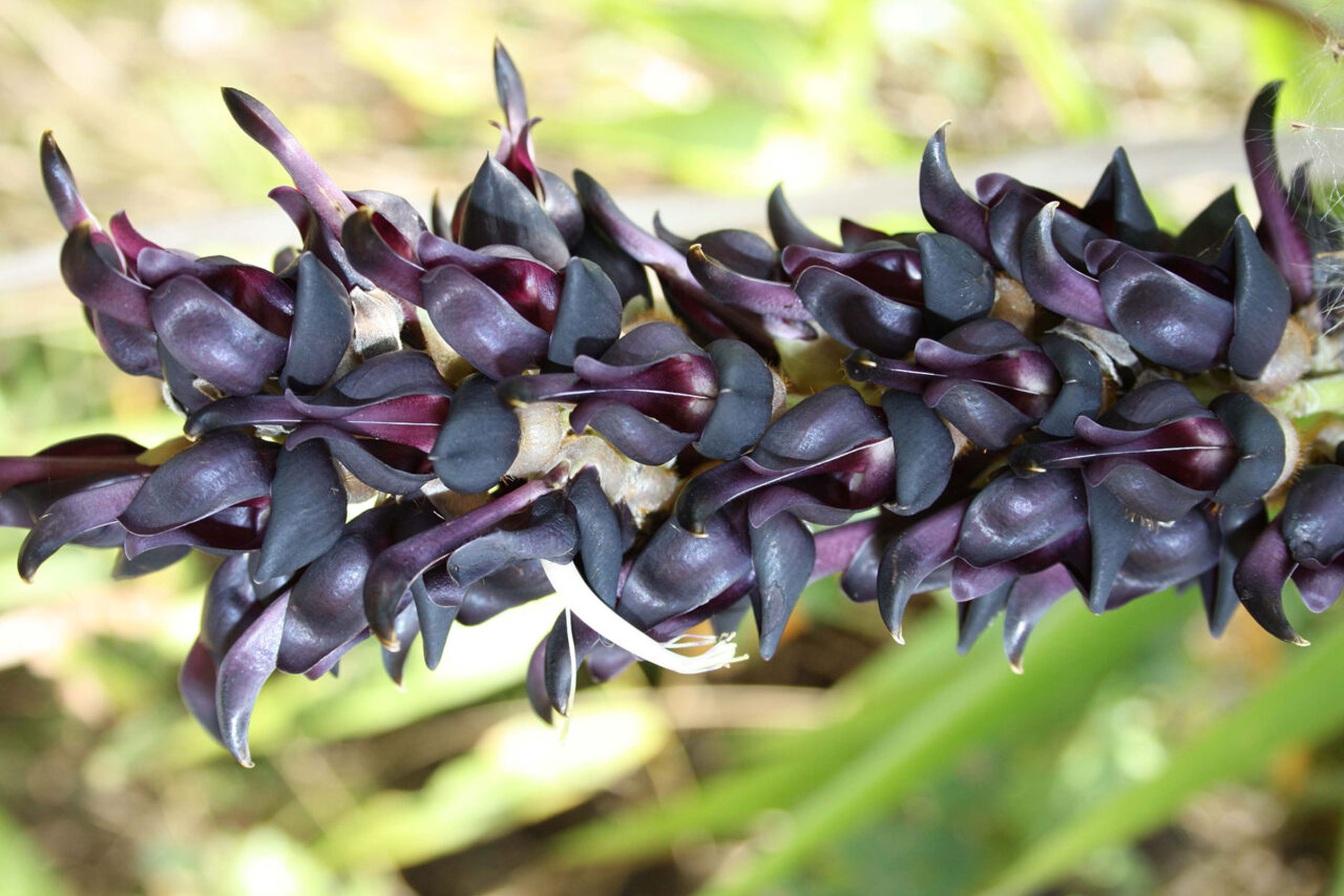 Dal legume “Mucuna Pruriens” terapia efficace per il Parkinson