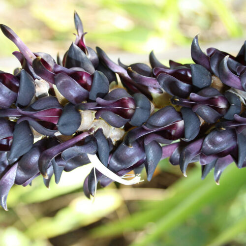 Dal legume “Mucuna Pruriens” terapia efficace per il Parkinson