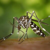 Boom di caldo, in aumento la zanzara tigre