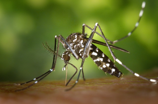 Boom di caldo, in aumento la zanzara tigre