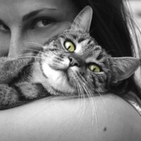 Toxoplasmosi, come evitarla senza rinunciare al gatto