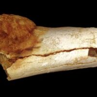 Su un fossile di 1,7 mln anni, scoperta la più antica traccia di cancro