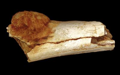 Su un fossile di 1,7 mln anni, scoperta la più antica traccia di cancro