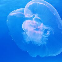 Toccati dalla medusa in mare? No ai rimedi fai da te