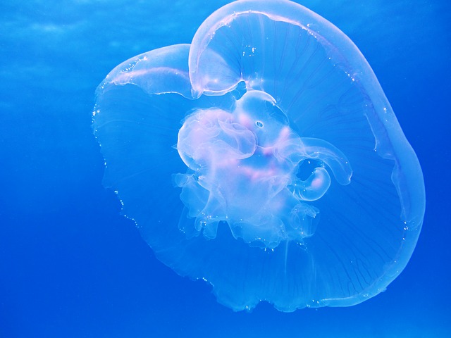 Toccati dalla medusa in mare? No ai rimedi fai da te