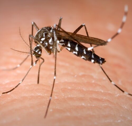 Caso di Zika a Bologna, Comune avvia disinfestazione