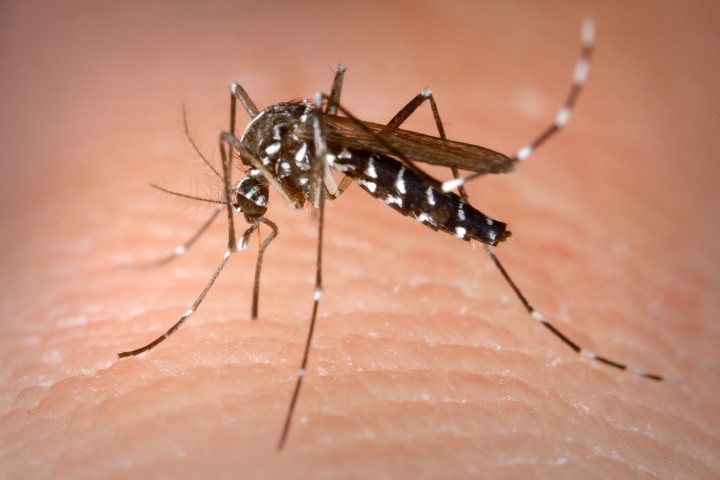 Caso di Zika a Bologna, Comune avvia disinfestazione