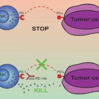 Scoperto interruttore che disattiva le cellule killer dei tumori