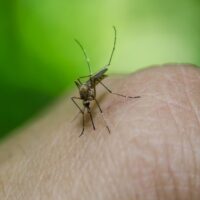 Zika: un  farmaco attivo contro la tenia potrebbe essere la soluzione