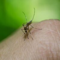 Modena. Sospetto contagio virus Zika, parte disinfestazione