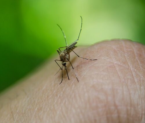 Modena. Sospetto contagio virus Zika, parte disinfestazione