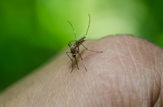 Modena. Sospetto contagio virus Zika, parte disinfestazione