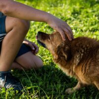 I cani elaborano i vocaboli, riconoscendo ogni parola