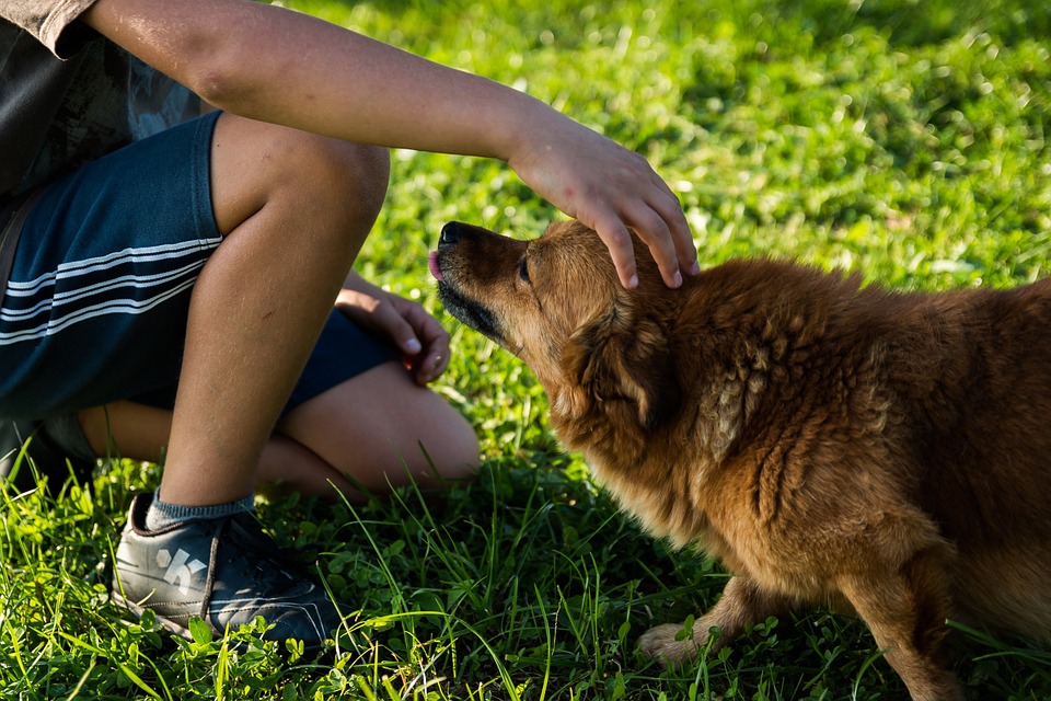 I cani elaborano i vocaboli, riconoscendo ogni parola