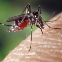 USA vaccino sperimentale contro virus Zika