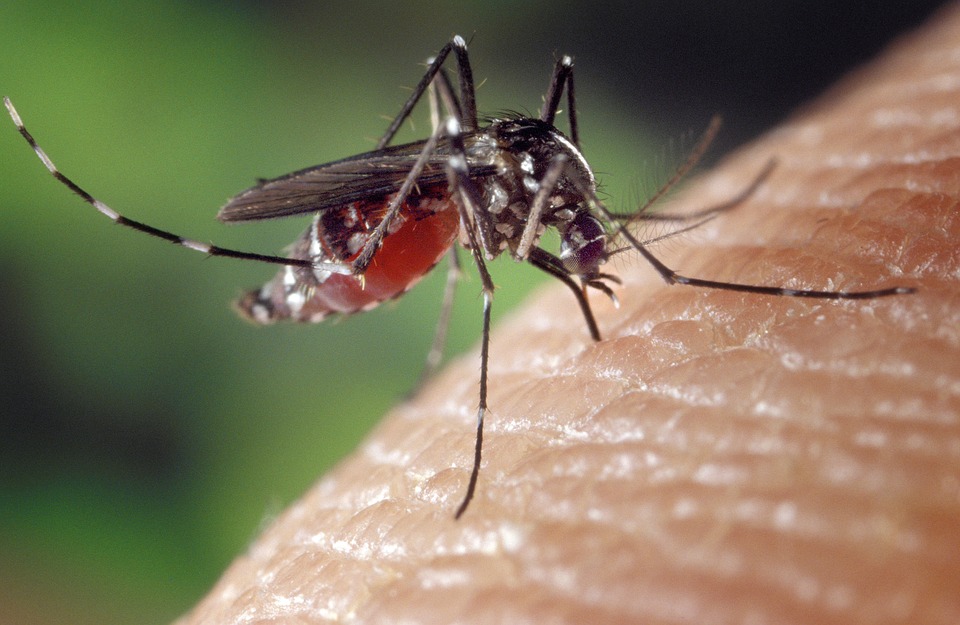 USA vaccino sperimentale contro virus Zika