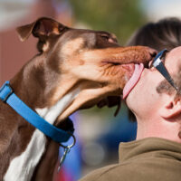 Leccatine e baci al proprio cane? Gli esperti: "fare molta attenzione"
