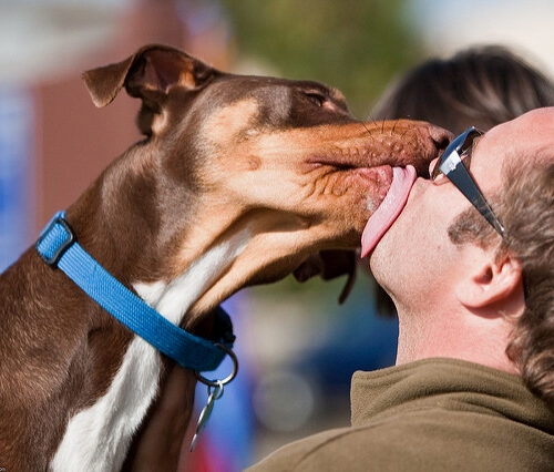 Leccatine e baci al proprio cane? Gli esperti: “fare molta attenzione”