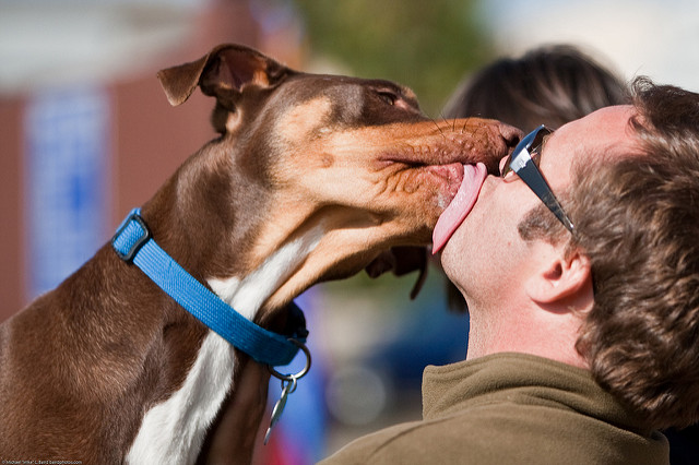 Leccatine e baci al proprio cane? Gli esperti: “fare molta attenzione”
