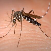 L'infezione da Virus Zika