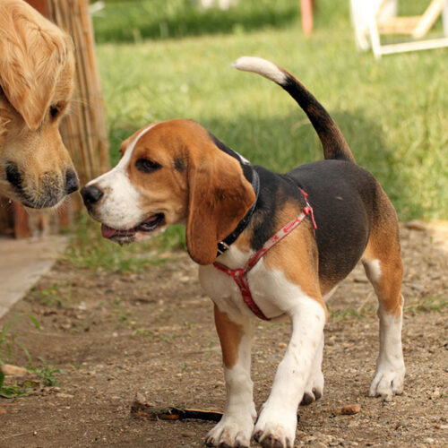 Il Parkinson? Ad ancona si combatte (anche) con l’amore di due cagnoline