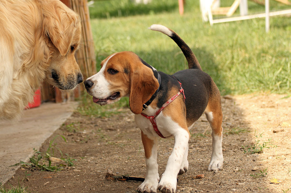 Il Parkinson? Ad ancona si combatte (anche) con l’amore di due cagnoline