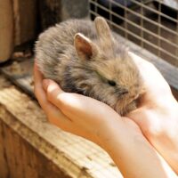 Zecche e Leishmaniosi. SIMIT: "Attenzione alle infezioni da animali domestici"