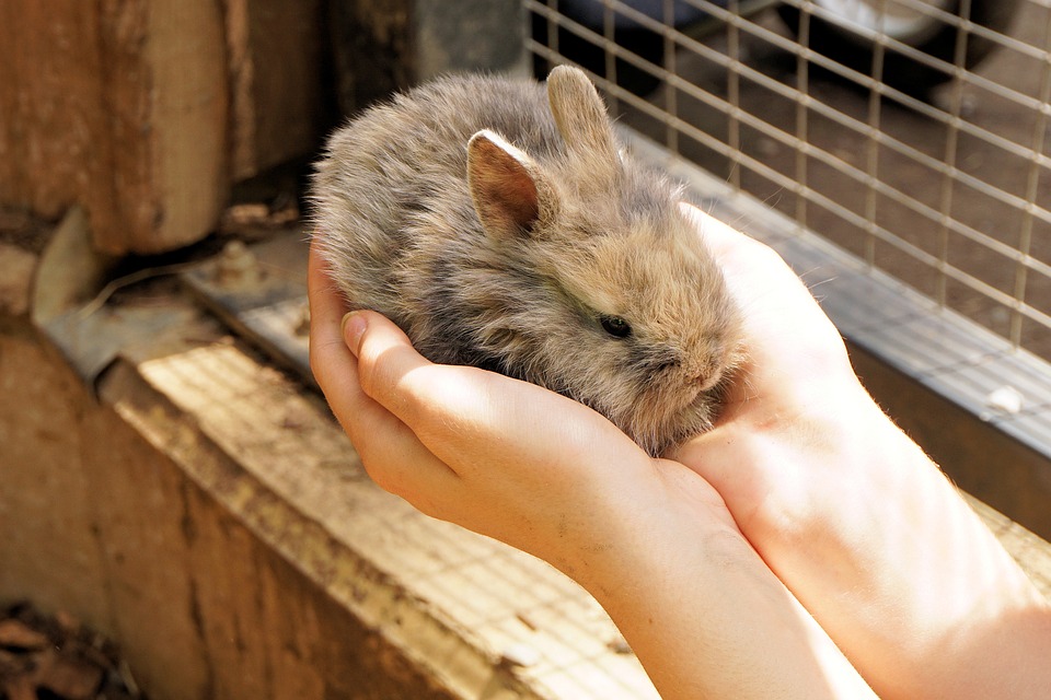 Zecche e Leishmaniosi. SIMIT: “Attenzione alle infezioni da animali domestici”